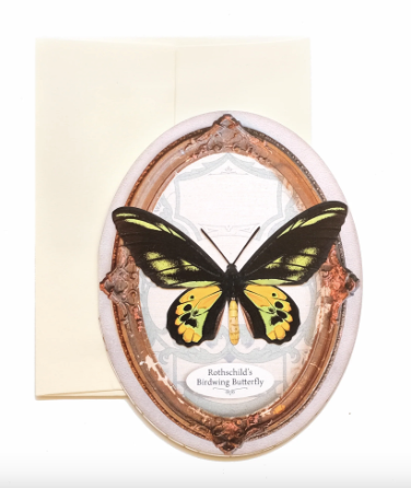 Moth & Myth Rothschild's Birdwing Butterfly 'Pop-Out' Greeting Card