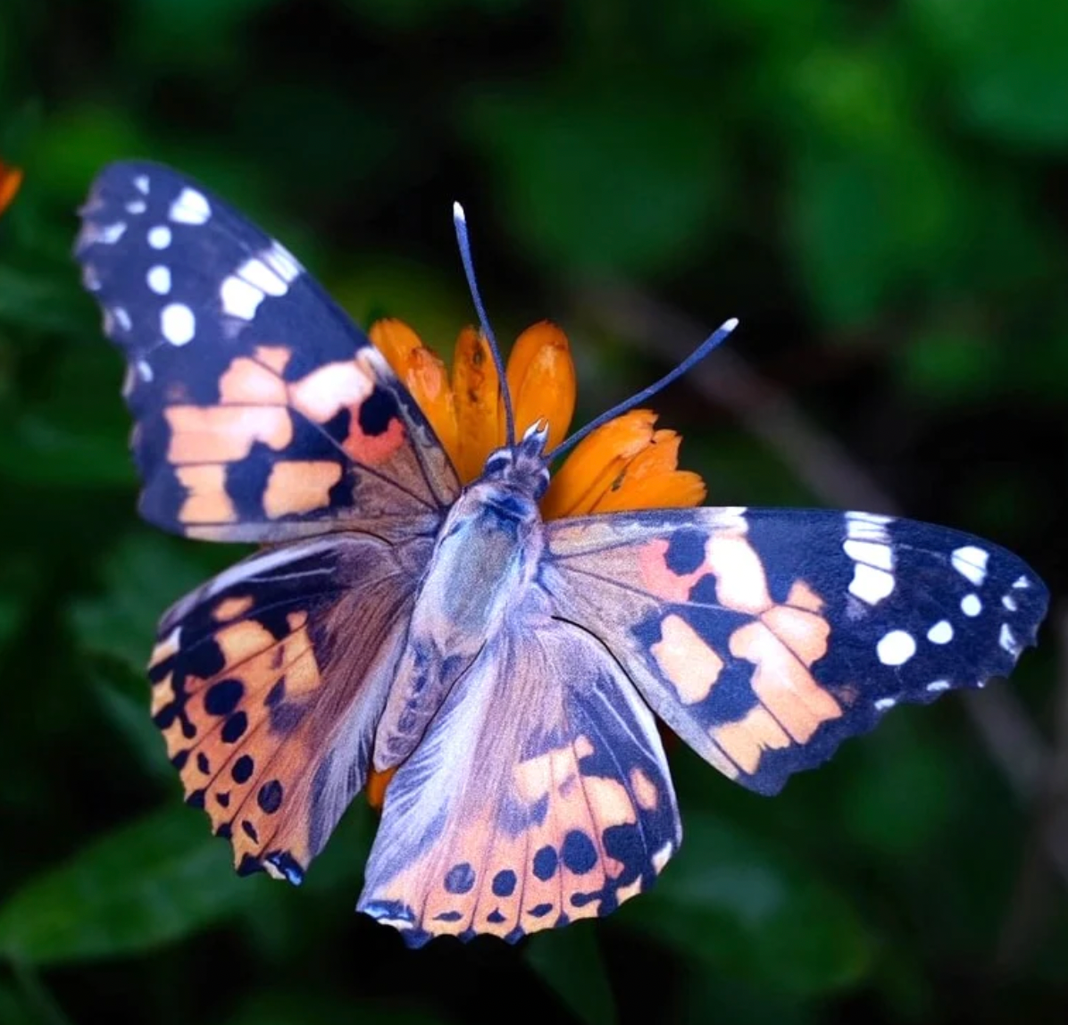 Moth & Myth "Pacific Northwest" Butterfly Set