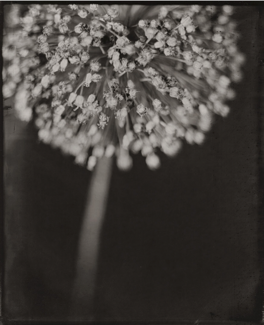 Michelle Smith-Lewis "Portrait of a Leek"