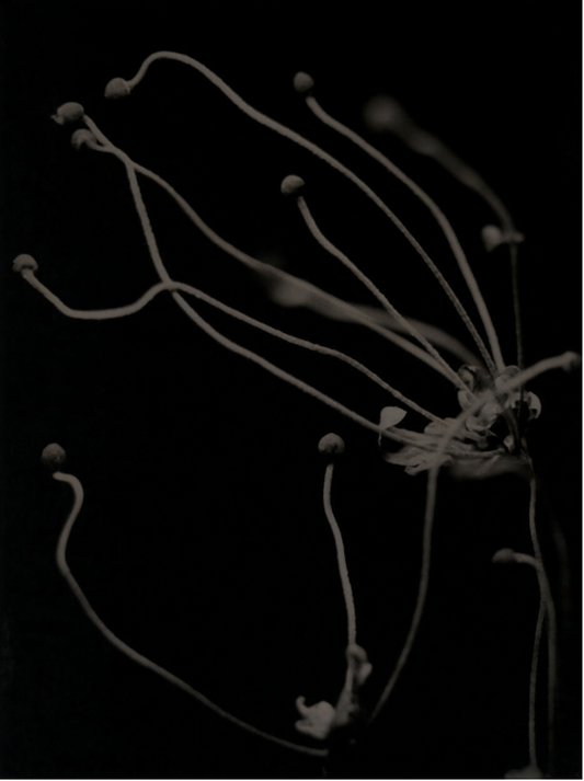 Michelle Smith-Lewis "Portrait of Anemone"