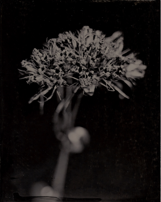 Michelle Smith-Lewis "Portrait of Sweet William"
