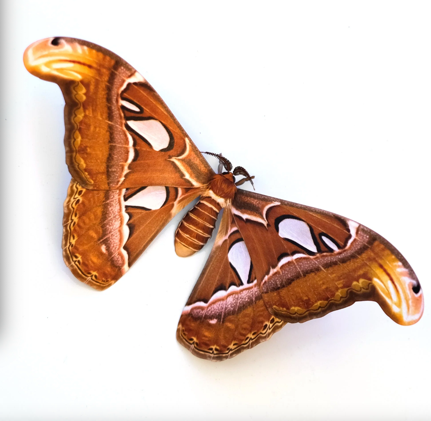 Moth & Myth Large Atlas Moth Paper Specimen