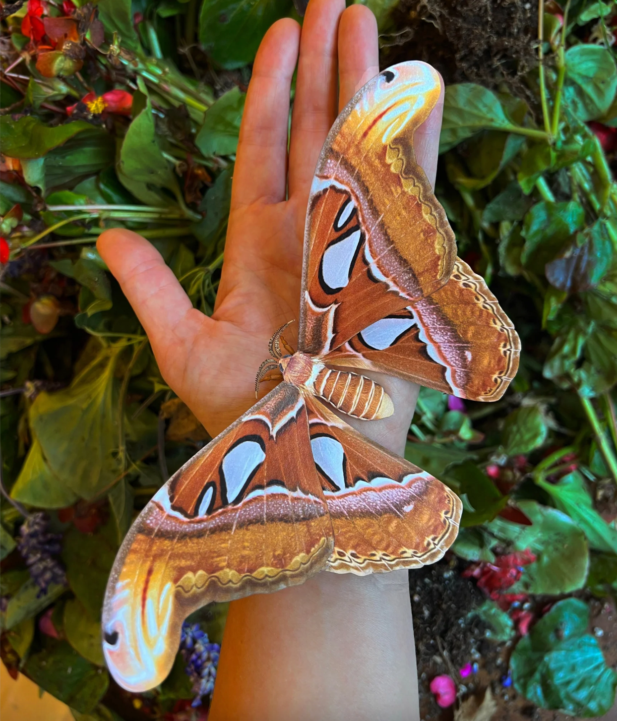 Moth & Myth Large Atlas Moth Paper Specimen