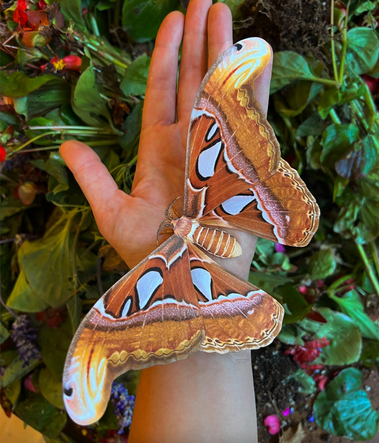 Moth & Myth Large Atlas Moth Paper Specimen