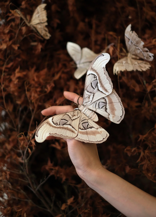 Moth & Myth Large Ghost Atlas Moth Paper Specimen