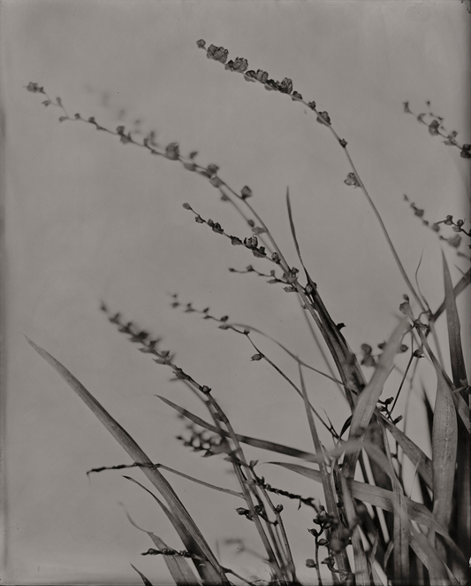 Michelle Smith-Lewis "Crocosmia"