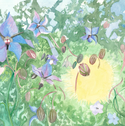 Maggie Yarrow Grae "Borage"