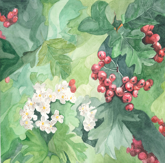 Maggie Yarrow Grae "Hawthorn"