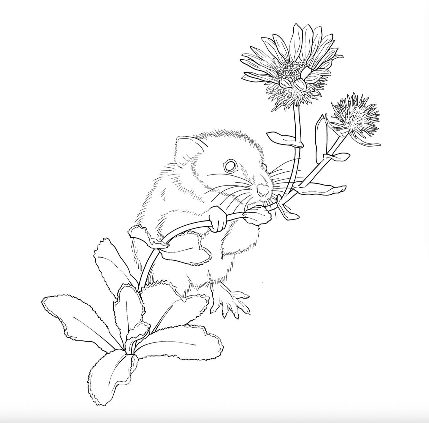 Xōchitlpili "Floral Coloring Book"