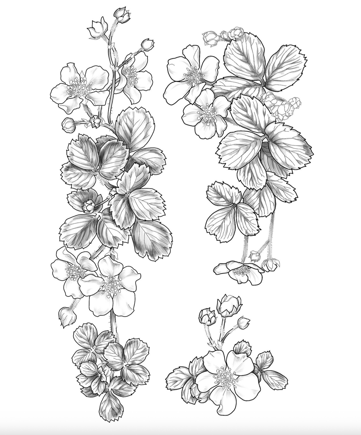 Xōchitlpili "Floral Coloring Book"