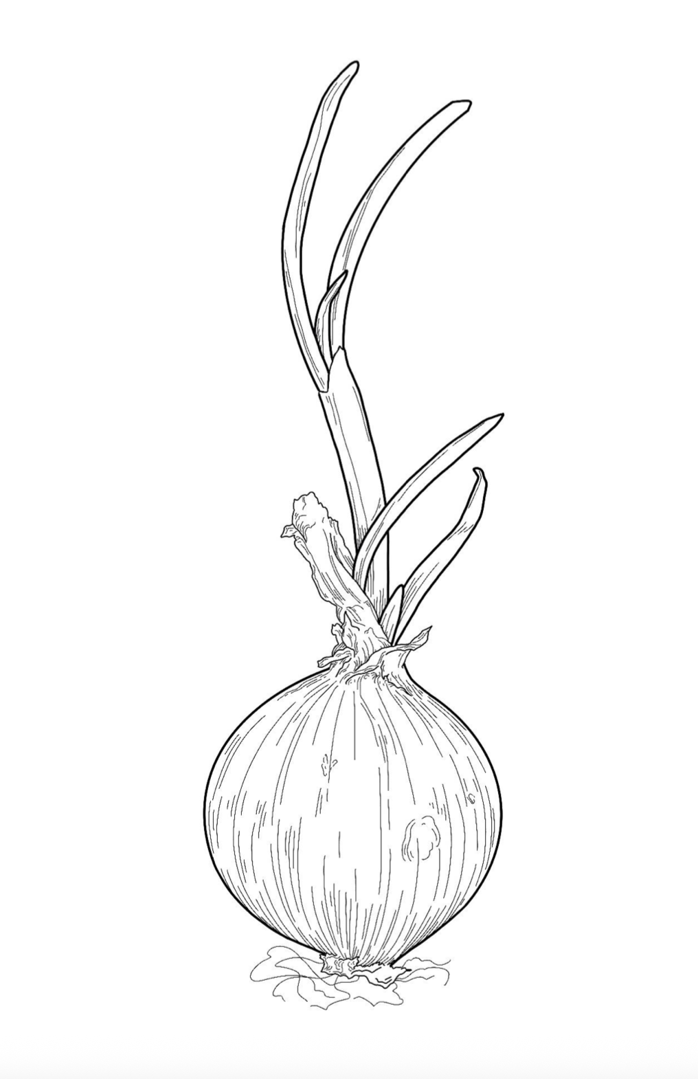 Xōchitlpili "Floral Coloring Book"