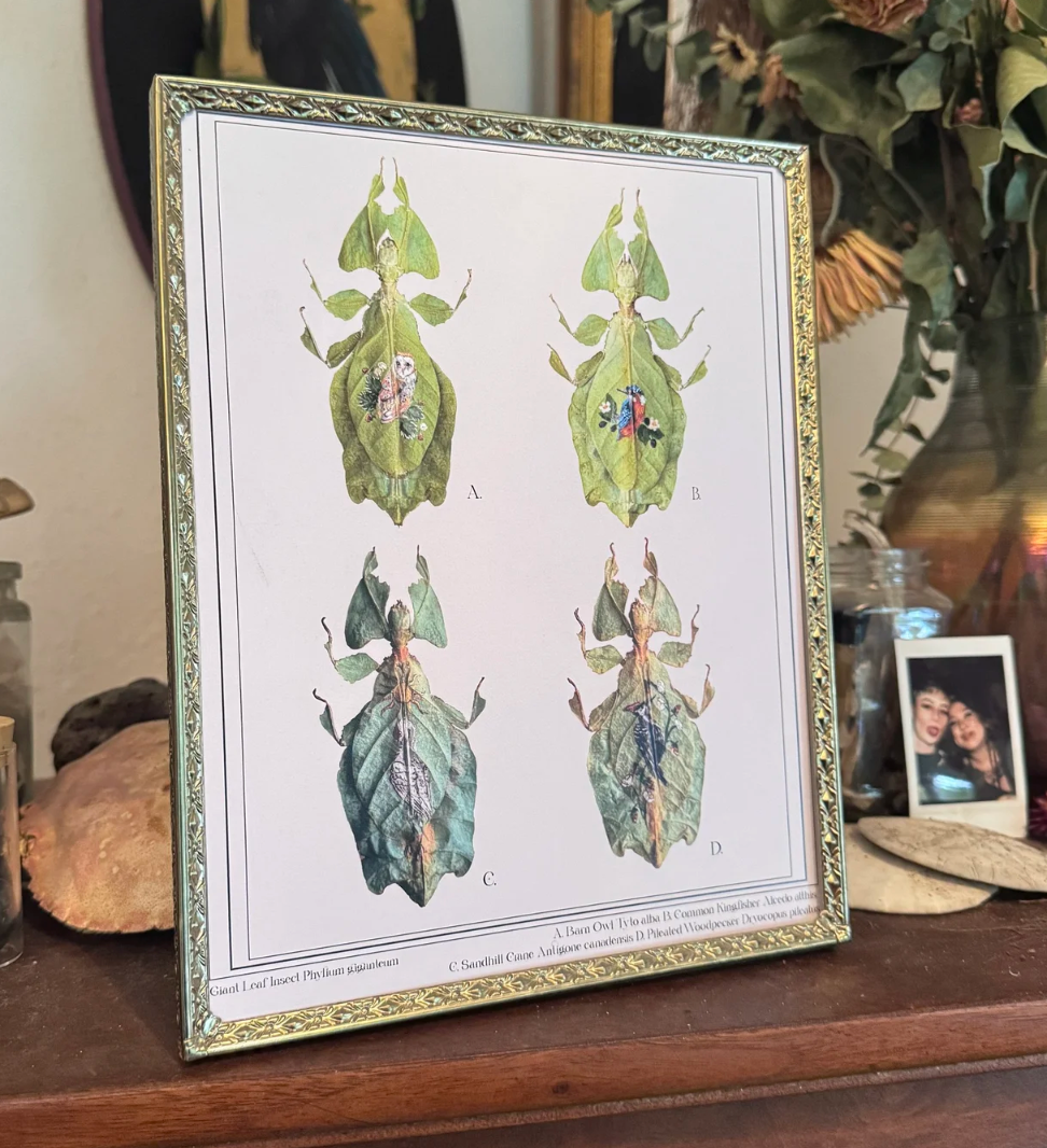 Of Moth & Flame "Bird Bugs" Print