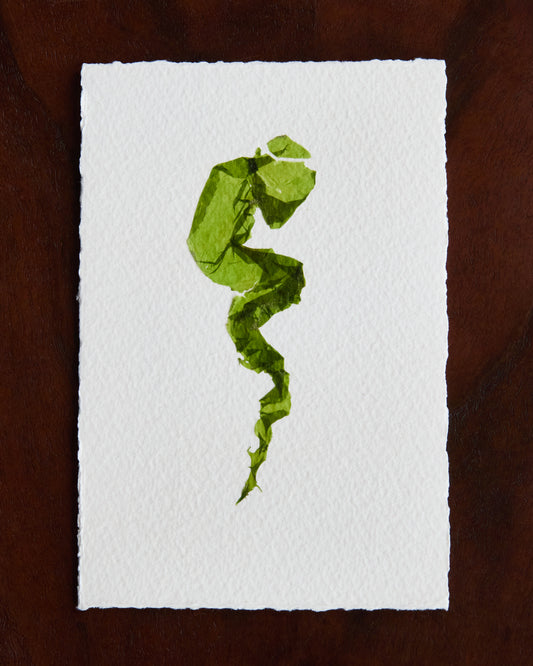 Falling Tide Press "Sea Lettuce II"