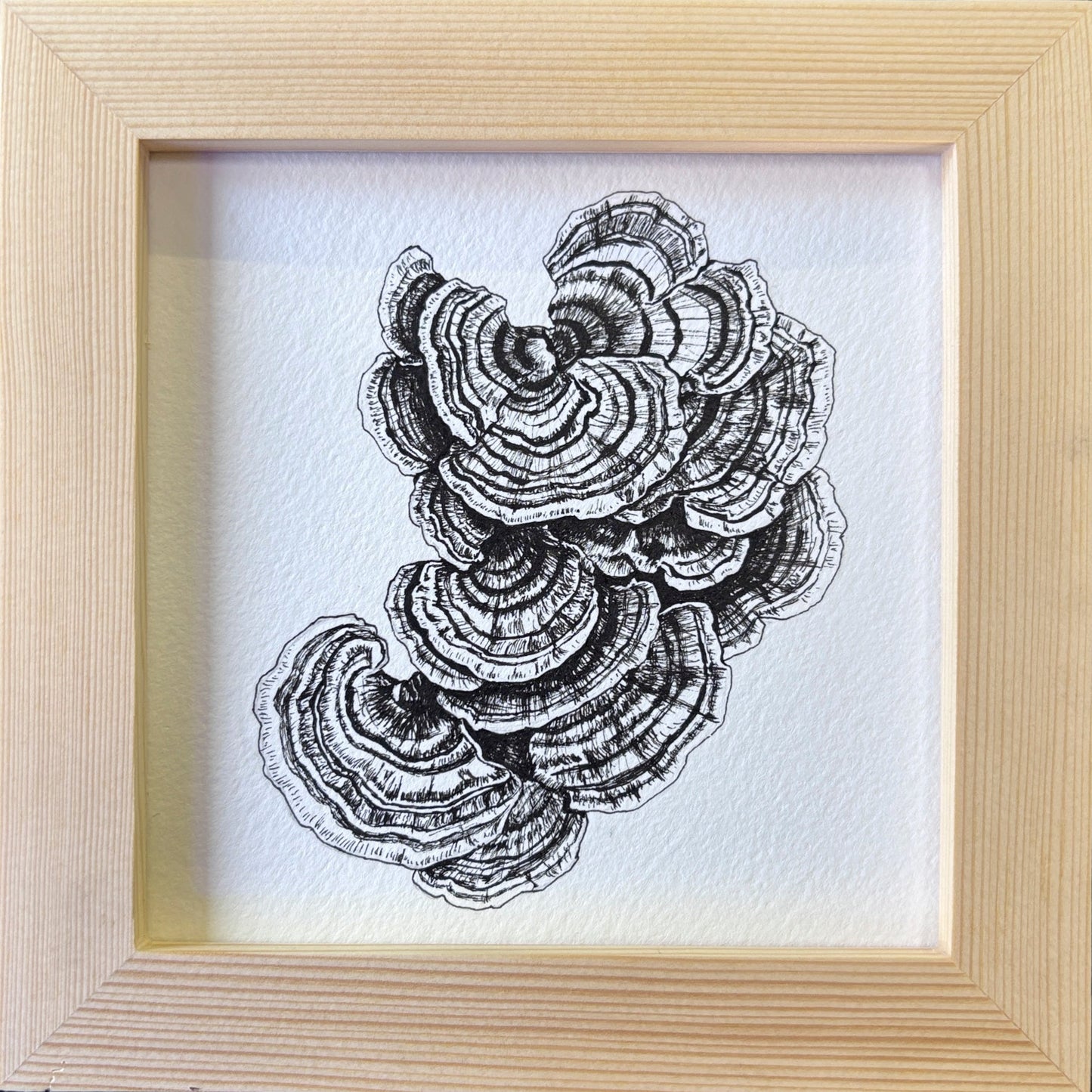 Klaus "Turkey Tail Mushroom II"