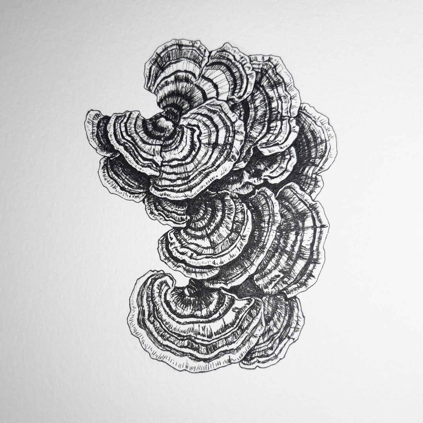 Klaus "Turkey Tail Mushroom II"