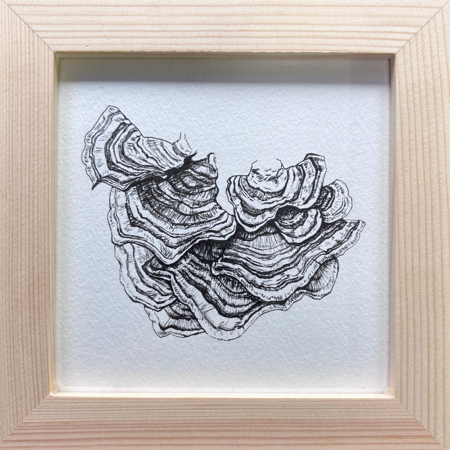 Klaus "Turkey Tail Mushroom I"