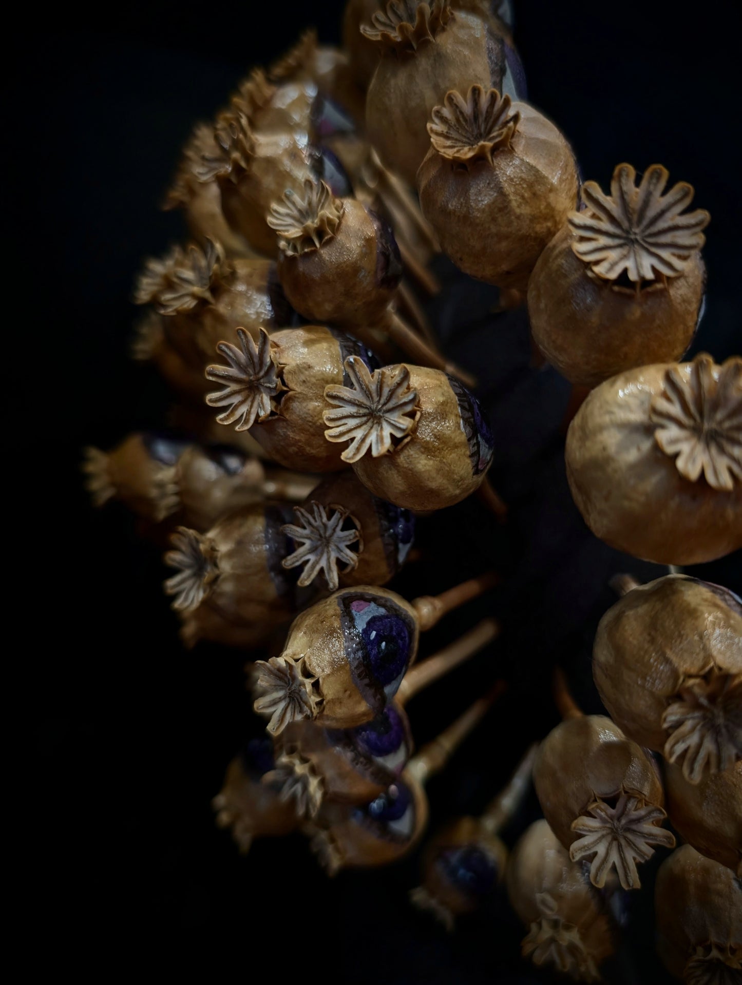 Caitlin Mosher "Papaver Somniferum"