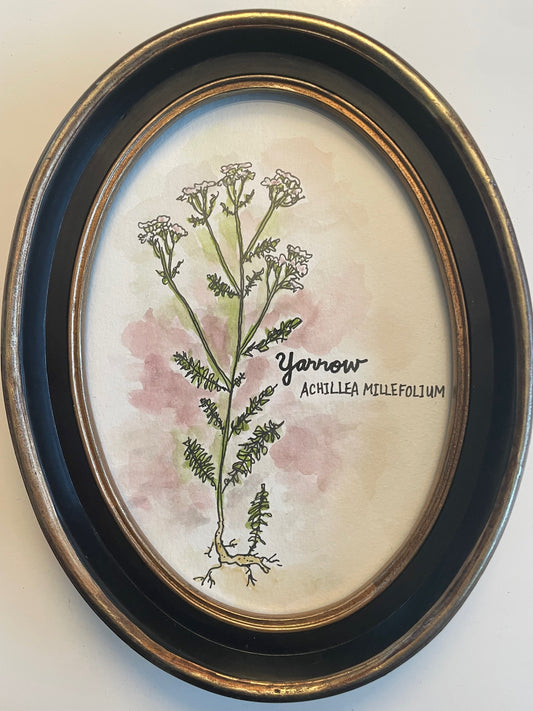 Taha Ebrahimi "Yarrow"