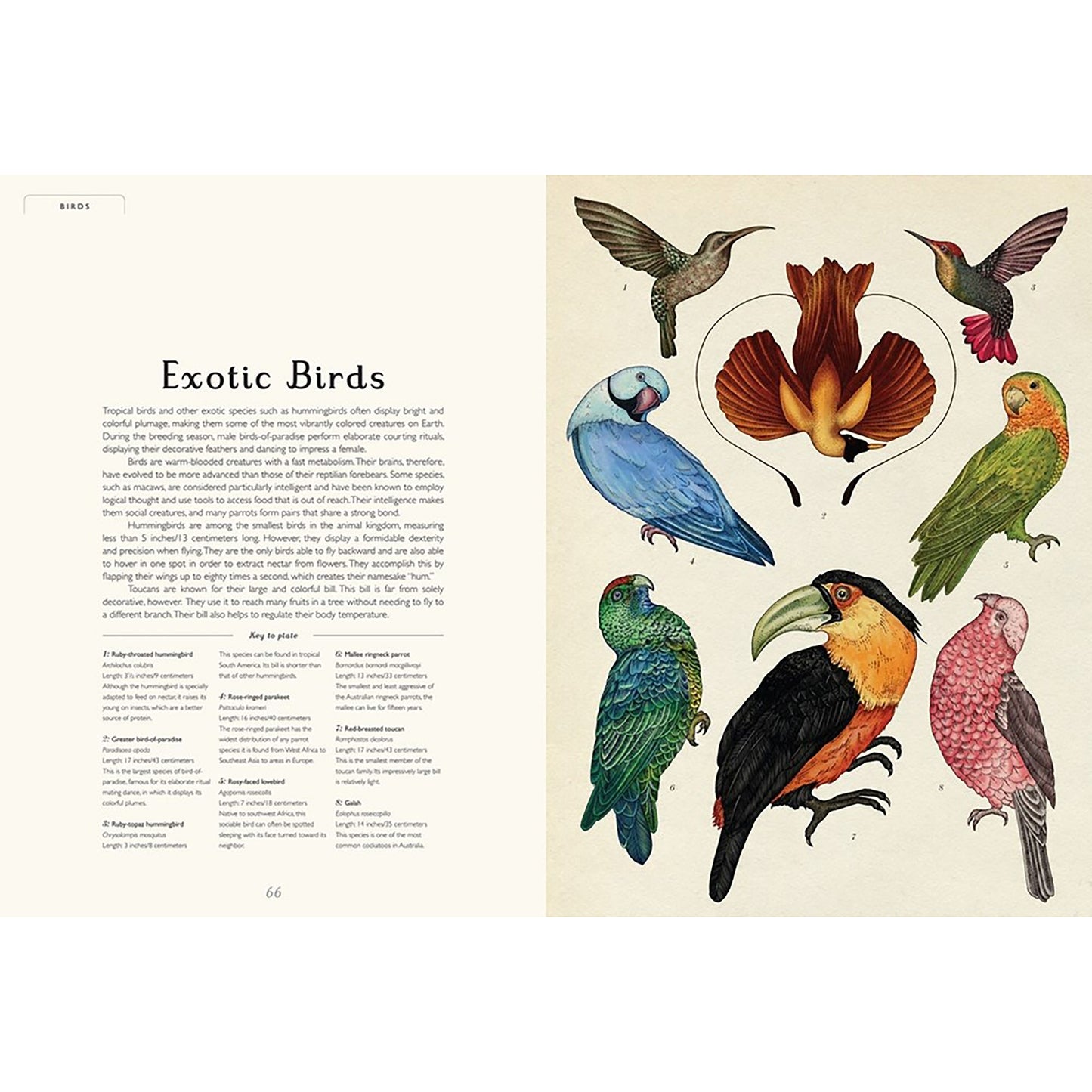 Welcome to the Museum: Animalium