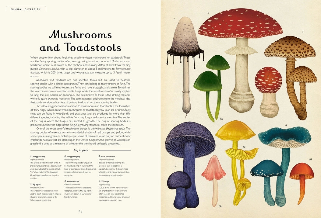 Welcome to the Museum: Fungarium