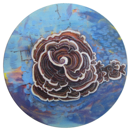Christina McLachlan "Turkey Tail Mushroom"