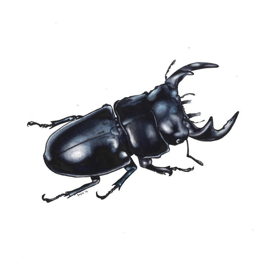 Bayla Arietta "Giant Stag Beetle"