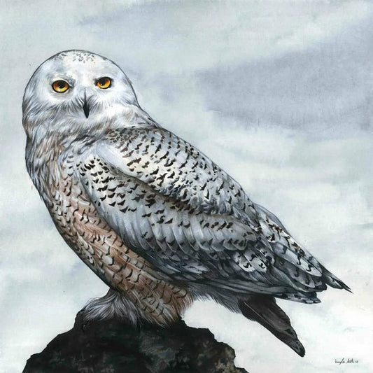 Bayla Arietta "Snowy Owl"