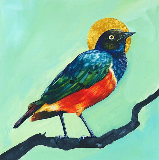 Bayla Arietta "Superb Starling"