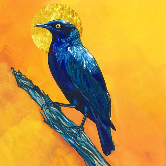 Bayla Arietta "Greater Blue Eared Starling"