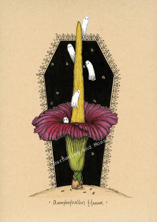 Barnacles and Moss "Corpse Flower"