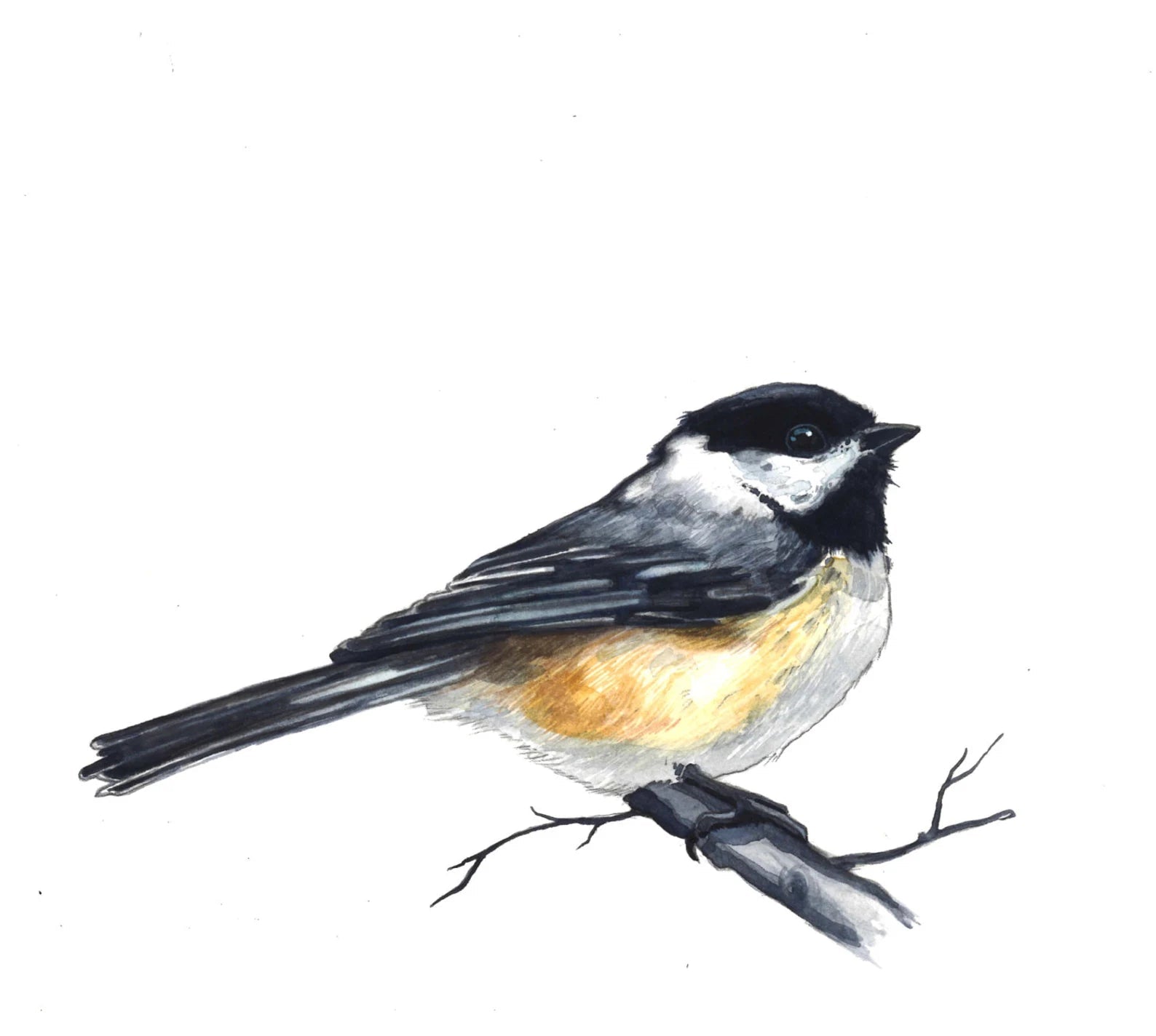 Artistic illustration of a bird perched on a branch with 'Bayla Art' branding.