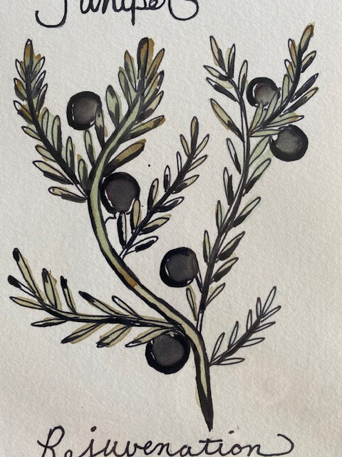 Felicia Howe "Juniper / Rejuvenation"