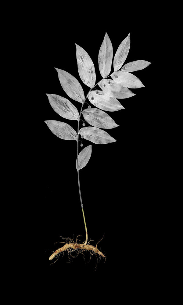 Jimmy Fike "Solomon's Seal"