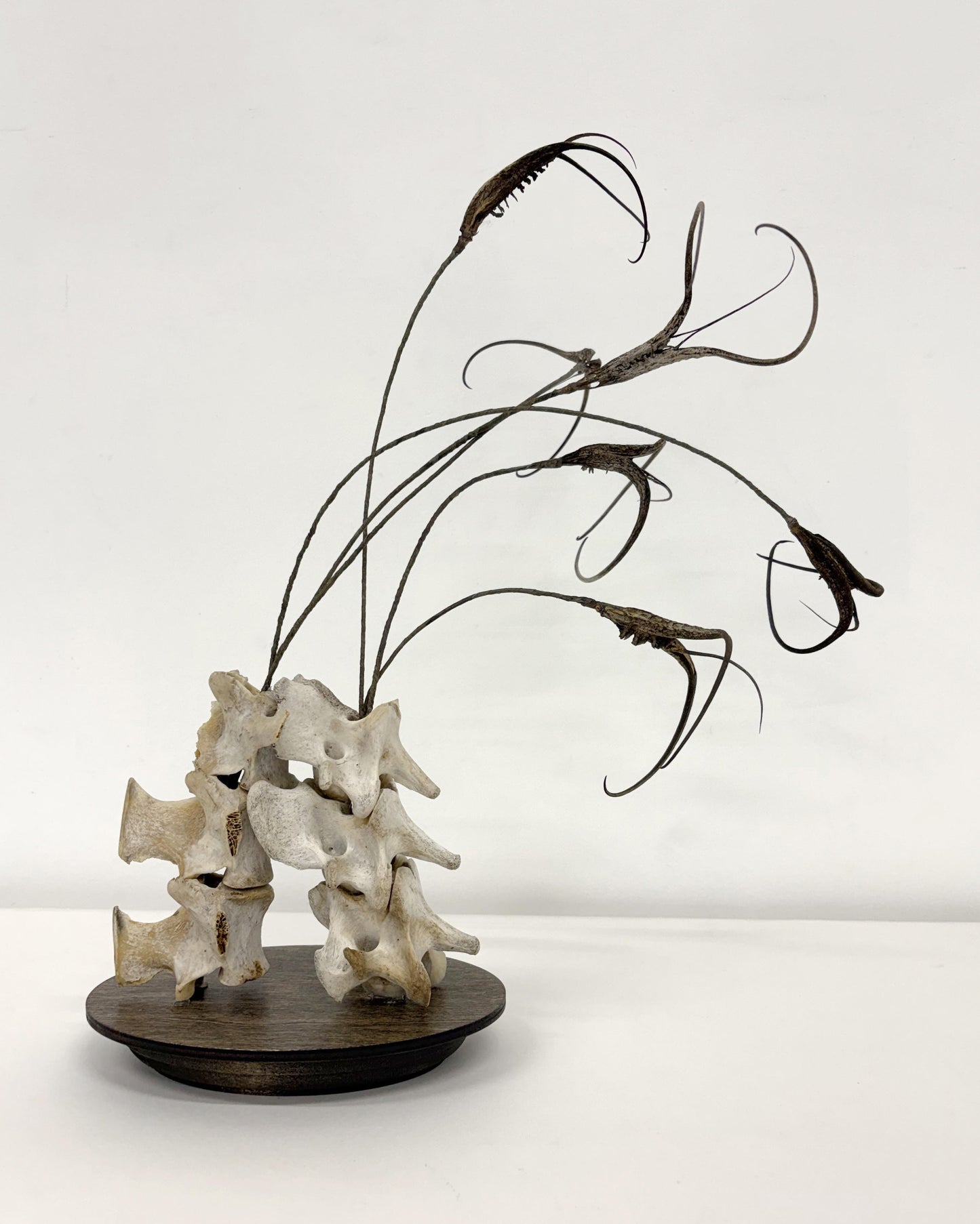 Julie Anne Mann "Devil’s Claw"