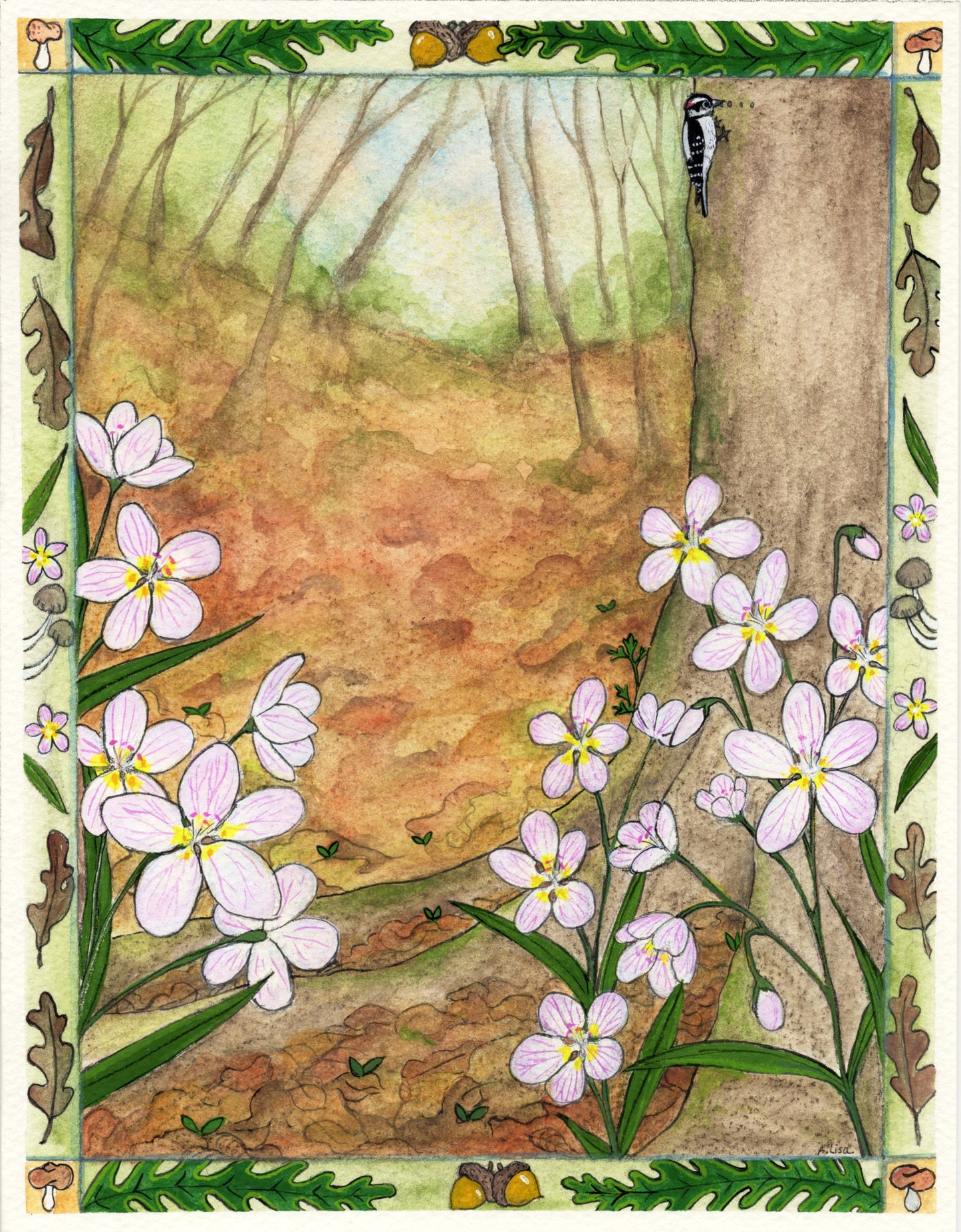 Annabell Lisa "Virginia Spring Beauty"