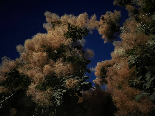 Bonnie Jordan "Nebulosa del árbol de humo" 