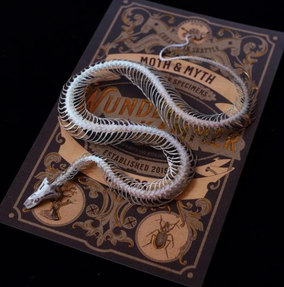 Moth & Myth "The 'Temptress' Snake Skeleton"