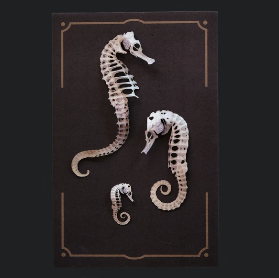 Moth & Myth 'Seafoam' Seahorse Skeleton set