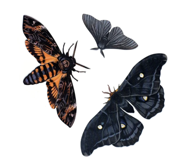 Moth & Myth "Belladonna" Moth Set