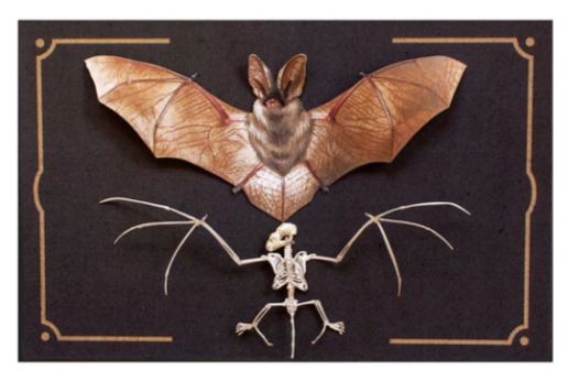 Moth & Myth "Nocturne" Bat & Skeleton Set
