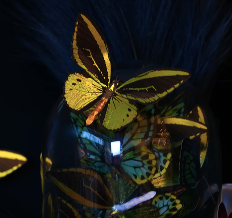 Moth & Myth "Flourish" Birdwing Butterfly Set