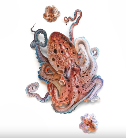 Moth & Myth "Kraken" Octopus Set