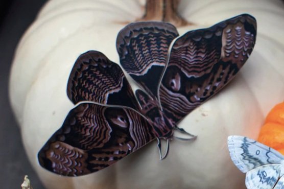 Moth & Myth "Hellebore" Moth Set