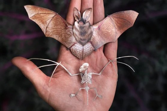 Moth & Myth "Nocturne" Bat & Skeleton Set