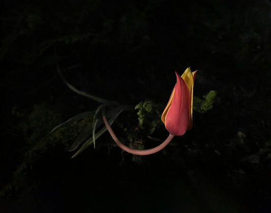 Bonnie Jordan "Pequeño tulipán" 