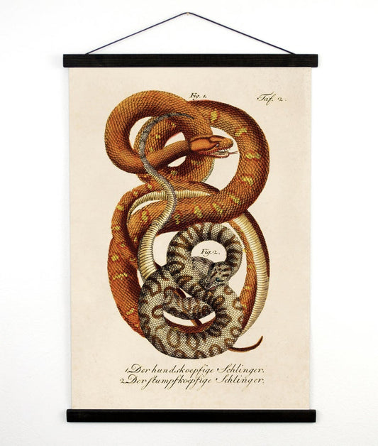 Curious Prints French Snake Hanging Print